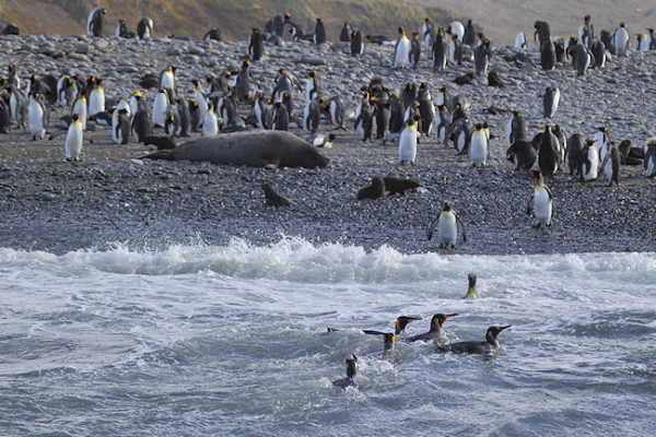 SGeorgia_SalisburyPlain_5051 (1).jpg - King Penguins on the beach and in the sea at Salisbury Plain, north coast of South Georgia